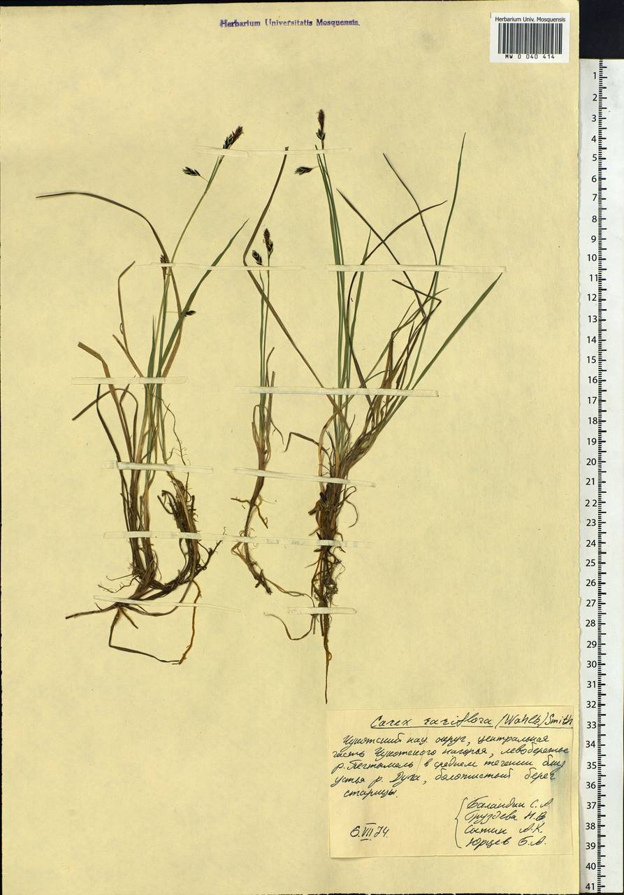 Carex rariflora (Wahlenb.) Sm., Siberia, Chukotka & Kamchatka (S7) (Russia)