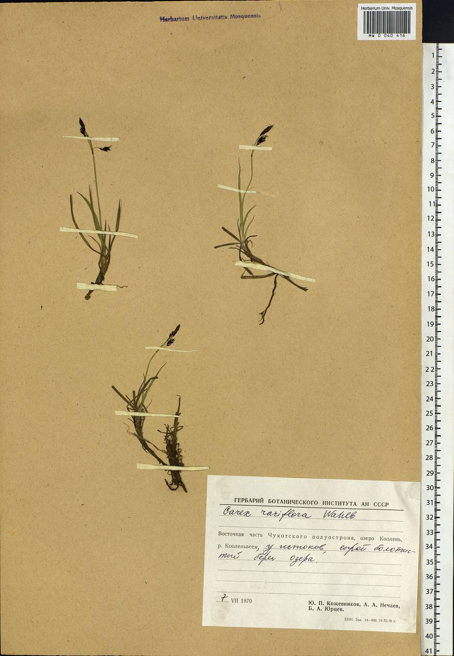 Carex rariflora (Wahlenb.) Sm., Siberia, Chukotka & Kamchatka (S7) (Russia)
