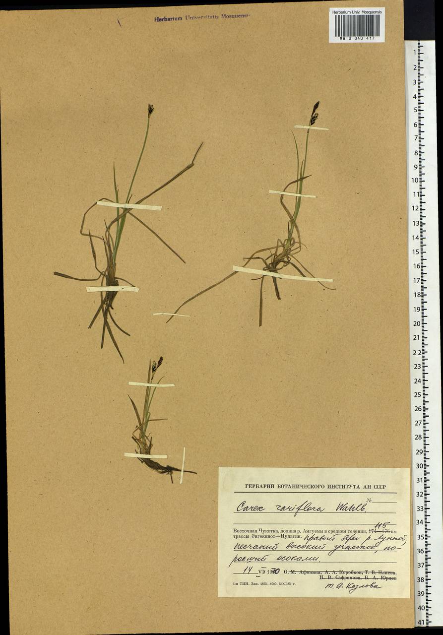 Carex rariflora (Wahlenb.) Sm., Siberia, Chukotka & Kamchatka (S7) (Russia)