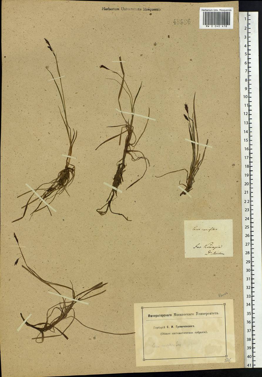 Carex rariflora (Wahlenb.) Sm., Siberia, Chukotka & Kamchatka (S7) (Russia)