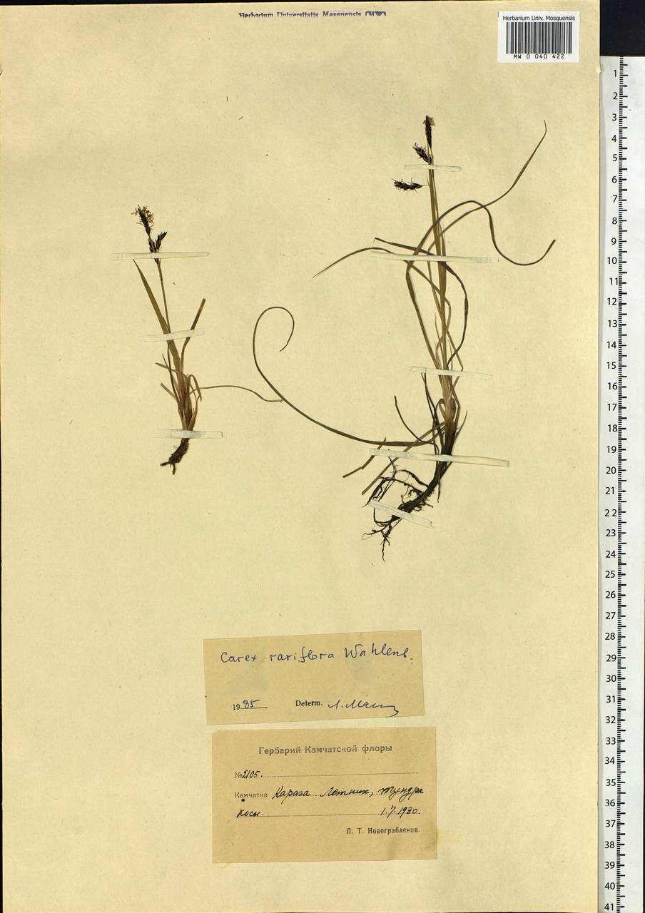 Carex rariflora (Wahlenb.) Sm., Siberia, Chukotka & Kamchatka (S7) (Russia)