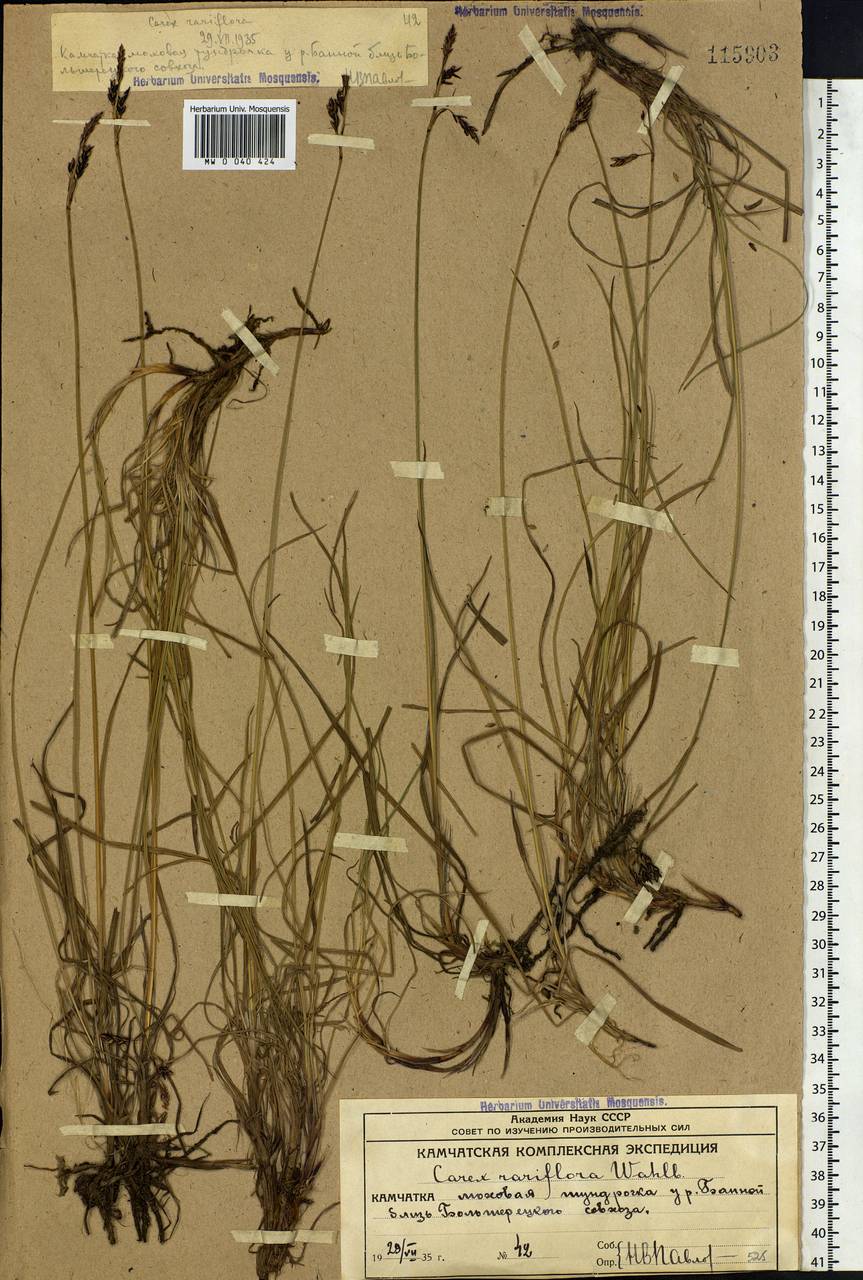 Carex rariflora (Wahlenb.) Sm., Siberia, Chukotka & Kamchatka (S7) (Russia)
