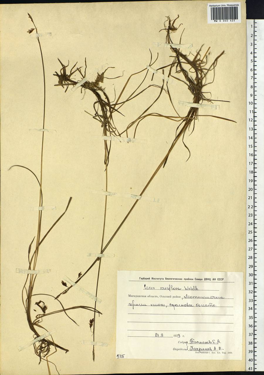 Carex rariflora (Wahlenb.) Sm., Siberia, Chukotka & Kamchatka (S7) (Russia)