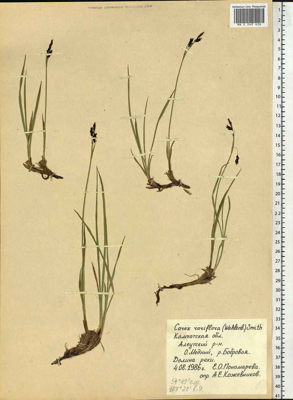 Carex rariflora (Wahlenb.) Sm., Siberia, Chukotka & Kamchatka (S7) (Russia)