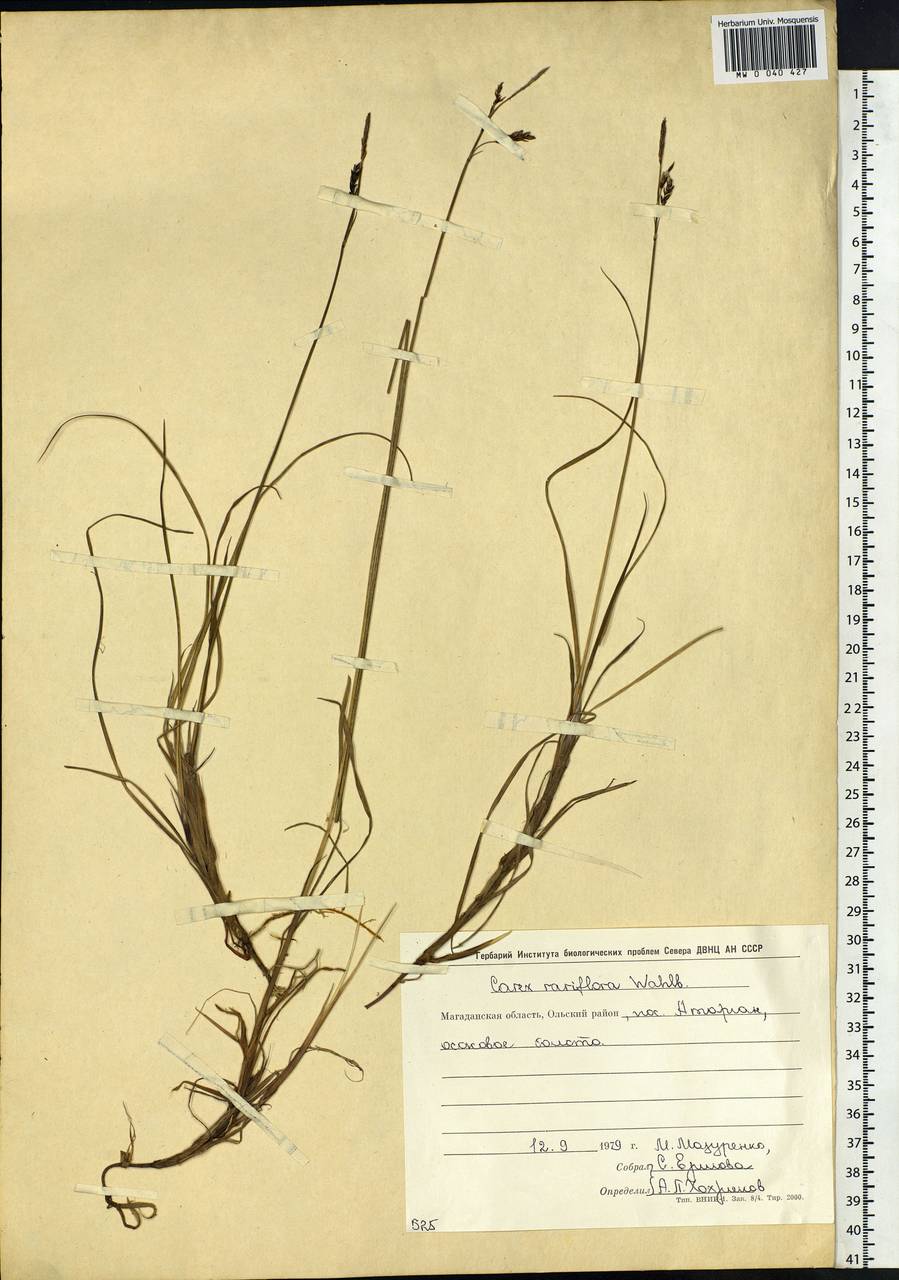 Carex rariflora (Wahlenb.) Sm., Siberia, Chukotka & Kamchatka (S7) (Russia)