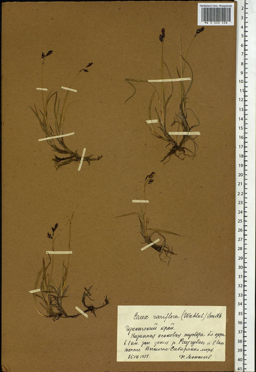 Carex rariflora (Wahlenb.) Sm., Siberia, Chukotka & Kamchatka (S7) (Russia)