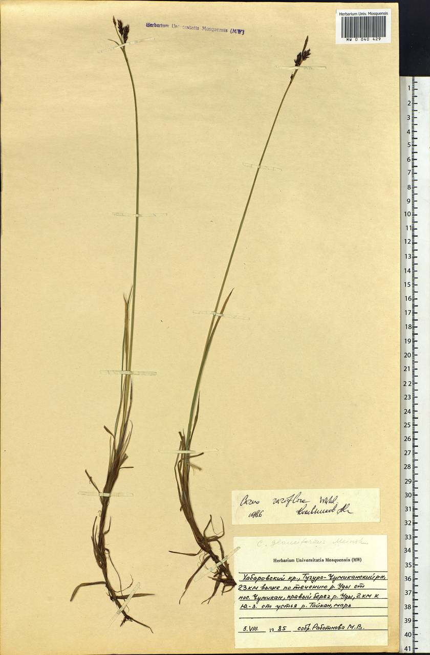 Carex rariflora (Wahlenb.) Sm., Siberia, Russian Far East (S6) (Russia)