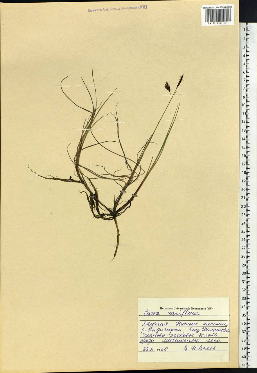 Carex rariflora (Wahlenb.) Sm., Siberia, Yakutia (S5) (Russia)