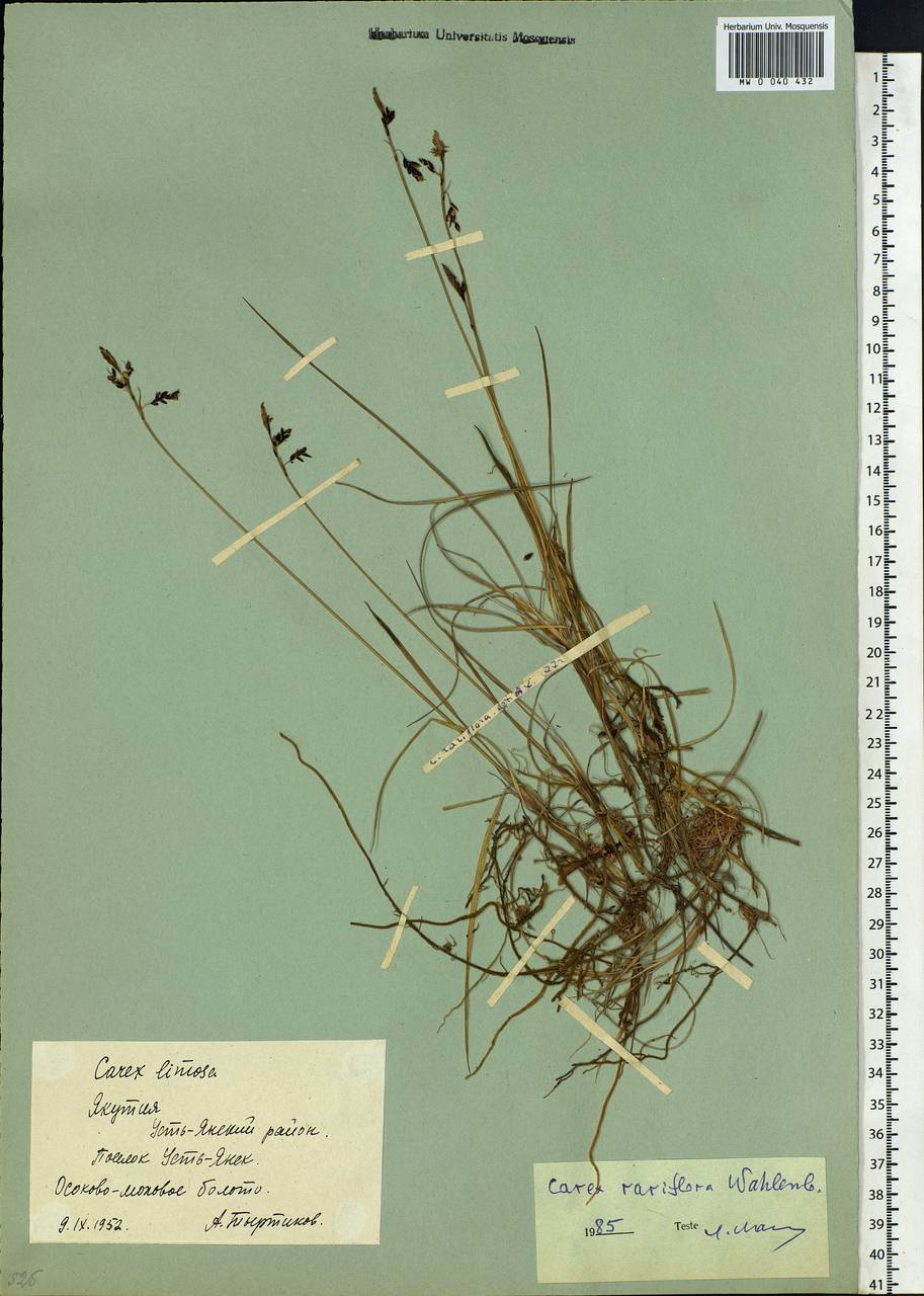 Carex rariflora (Wahlenb.) Sm., Siberia, Yakutia (S5) (Russia)