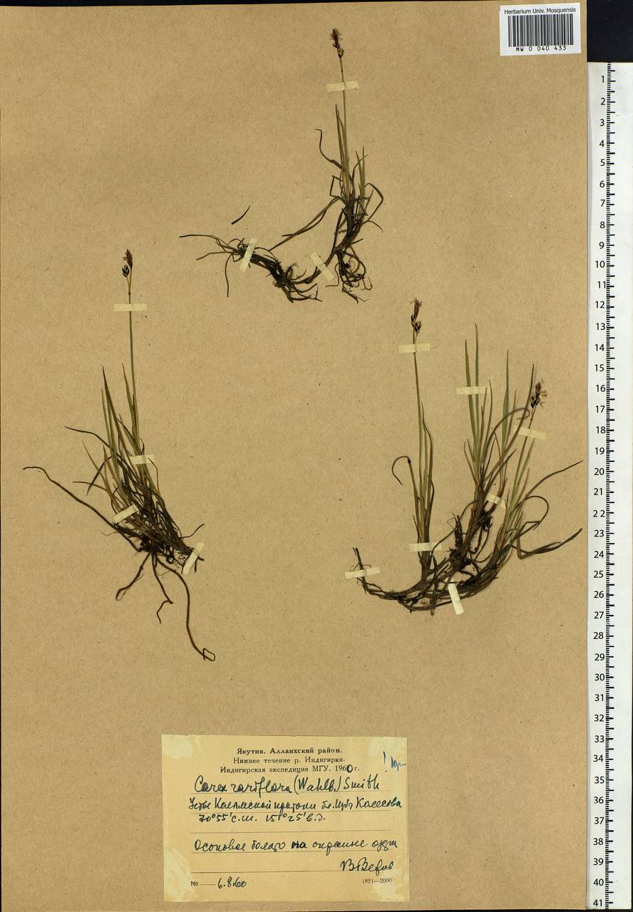 Carex rariflora (Wahlenb.) Sm., Siberia, Yakutia (S5) (Russia)