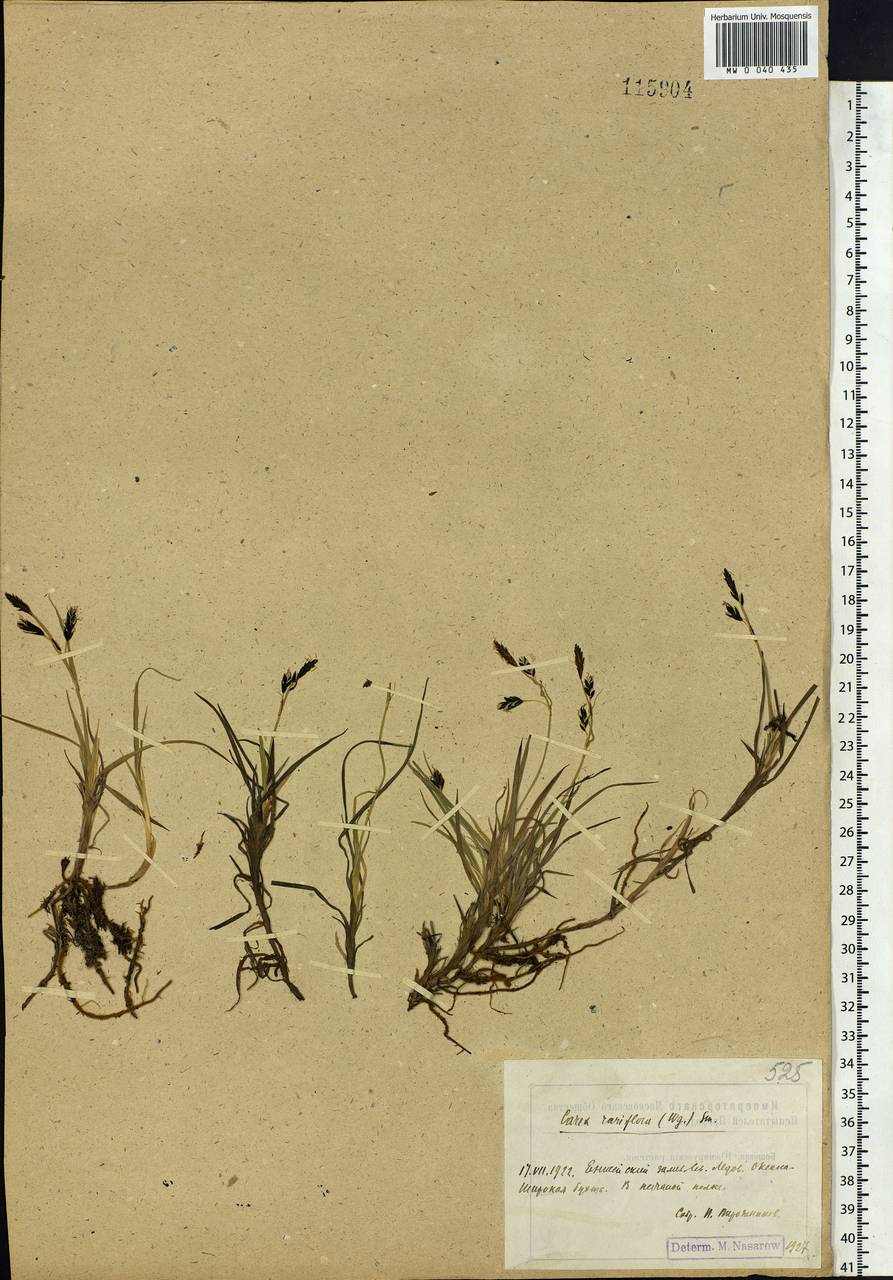 Carex rariflora (Wahlenb.) Sm., Siberia, Central Siberia (S3) (Russia)