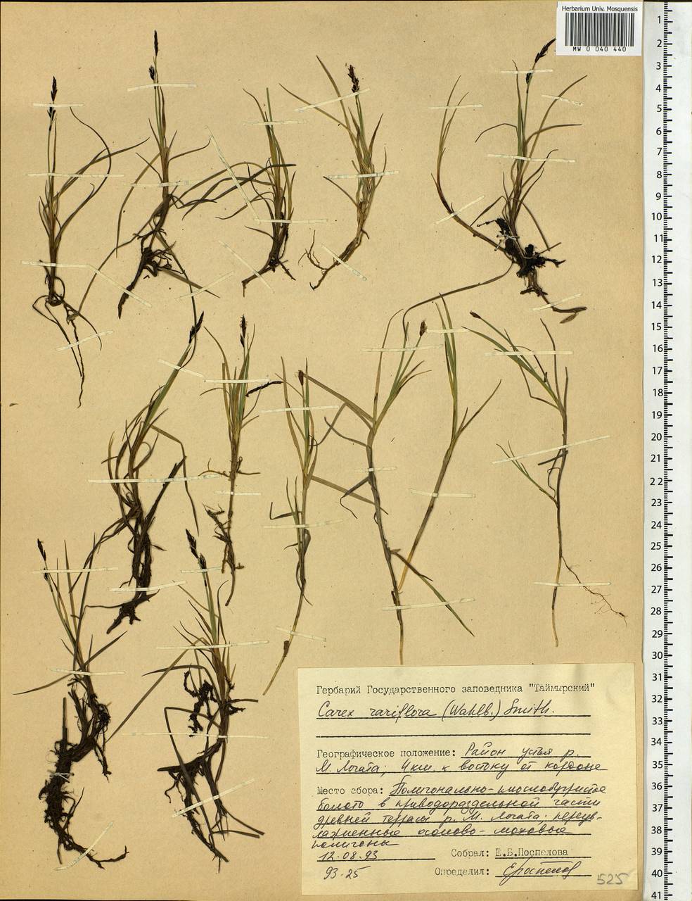 Carex rariflora (Wahlenb.) Sm., Siberia, Central Siberia (S3) (Russia)
