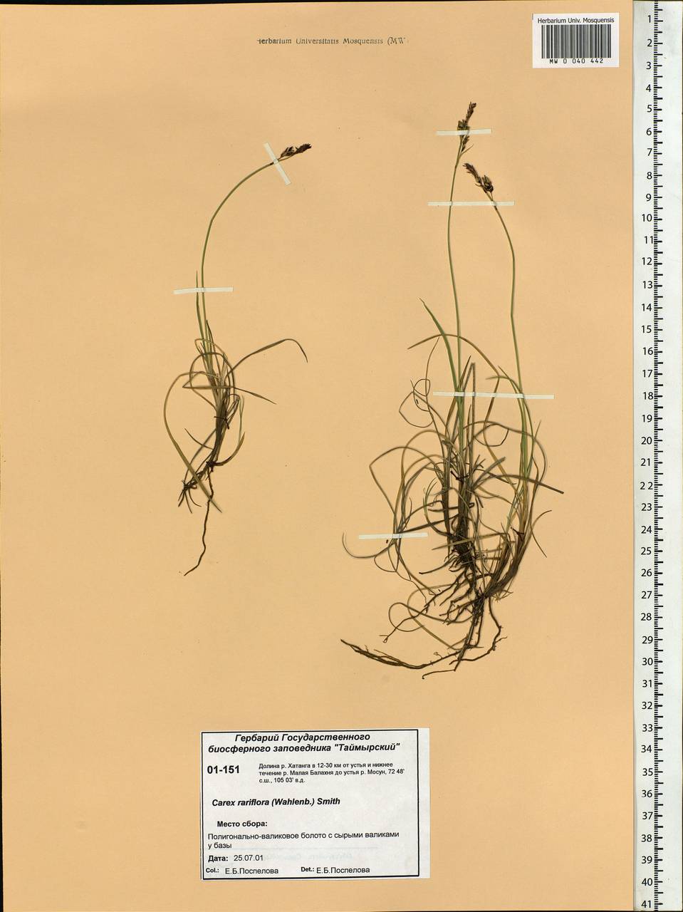 Carex rariflora (Wahlenb.) Sm., Siberia, Central Siberia (S3) (Russia)