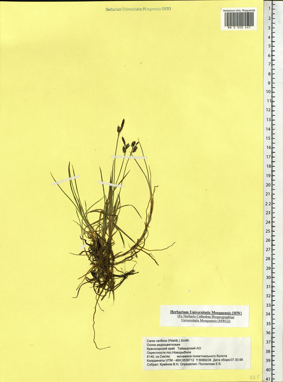 Carex rariflora (Wahlenb.) Sm., Siberia, Central Siberia (S3) (Russia)