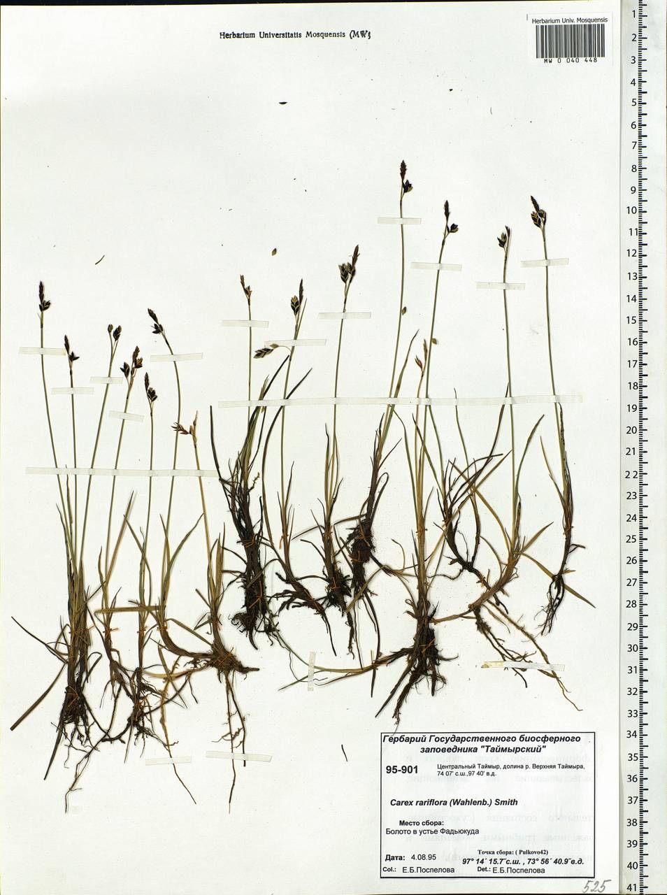 Carex rariflora (Wahlenb.) Sm., Siberia, Central Siberia (S3) (Russia)