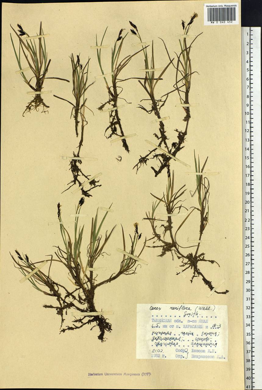 Carex rariflora (Wahlenb.) Sm., Siberia, Western Siberia (S1) (Russia)