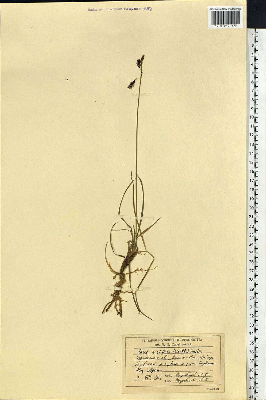 Carex rariflora (Wahlenb.) Sm., Siberia, Western Siberia (S1) (Russia)