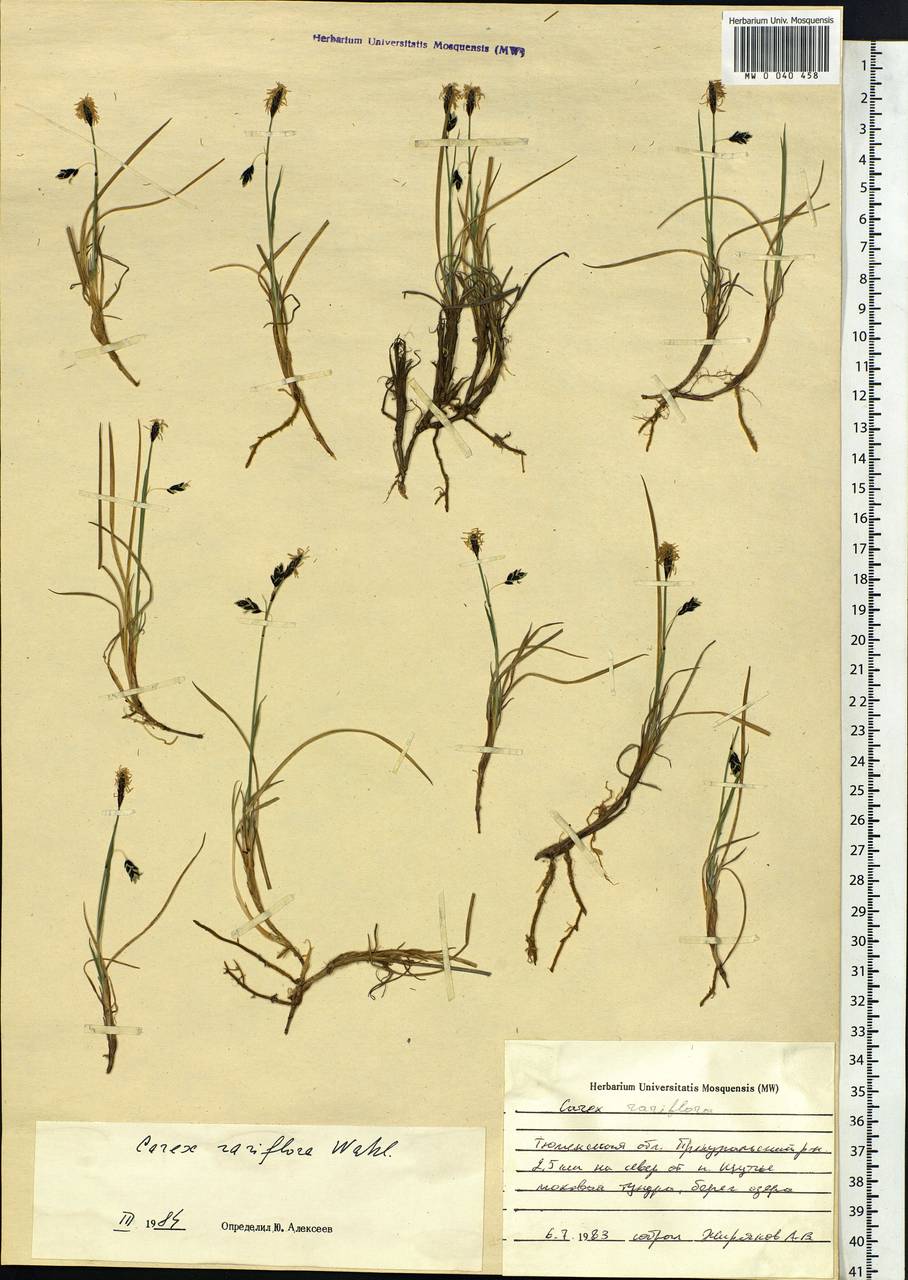 Carex rariflora (Wahlenb.) Sm., Siberia, Western Siberia (S1) (Russia)