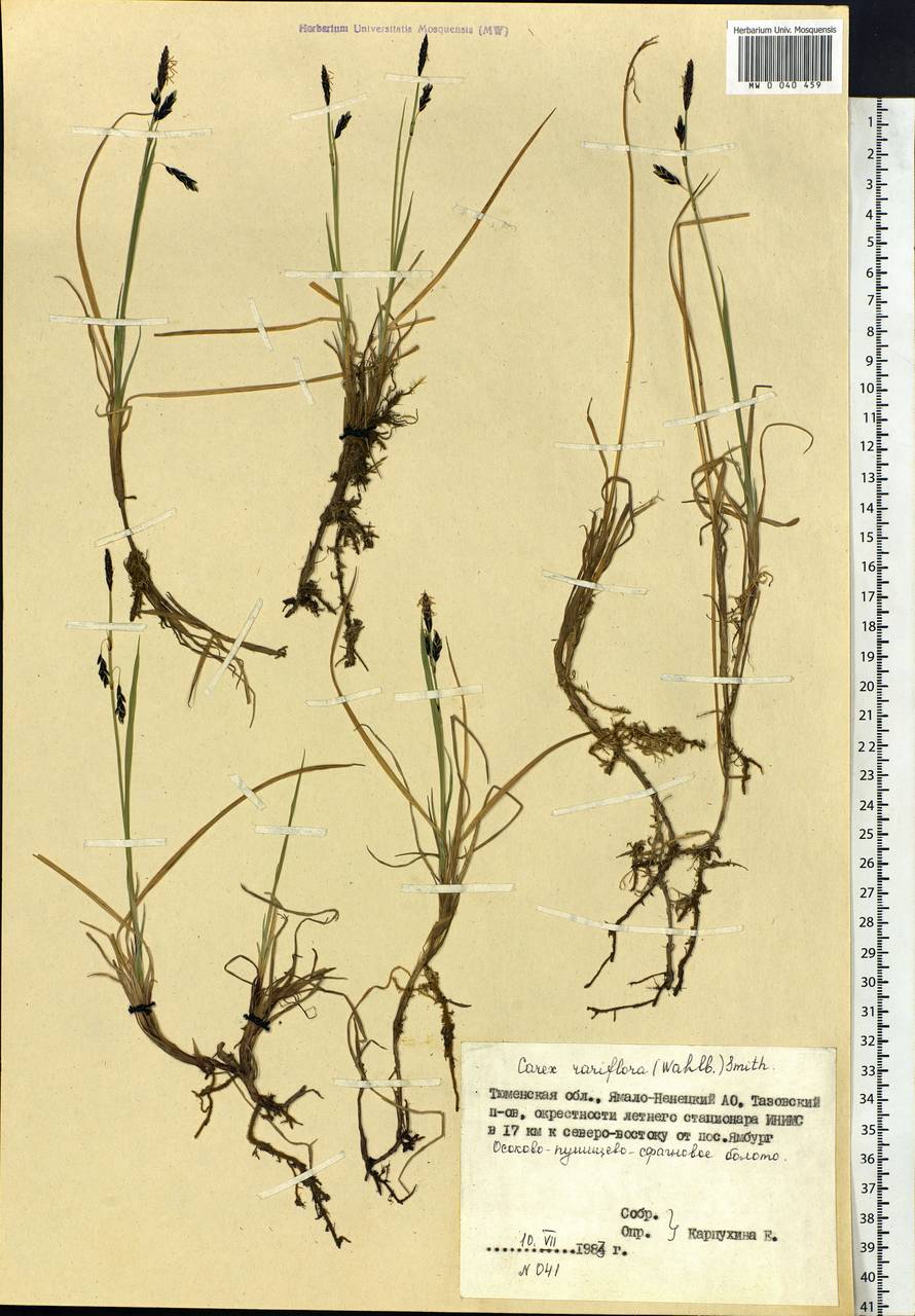 Carex rariflora (Wahlenb.) Sm., Siberia, Western Siberia (S1) (Russia)