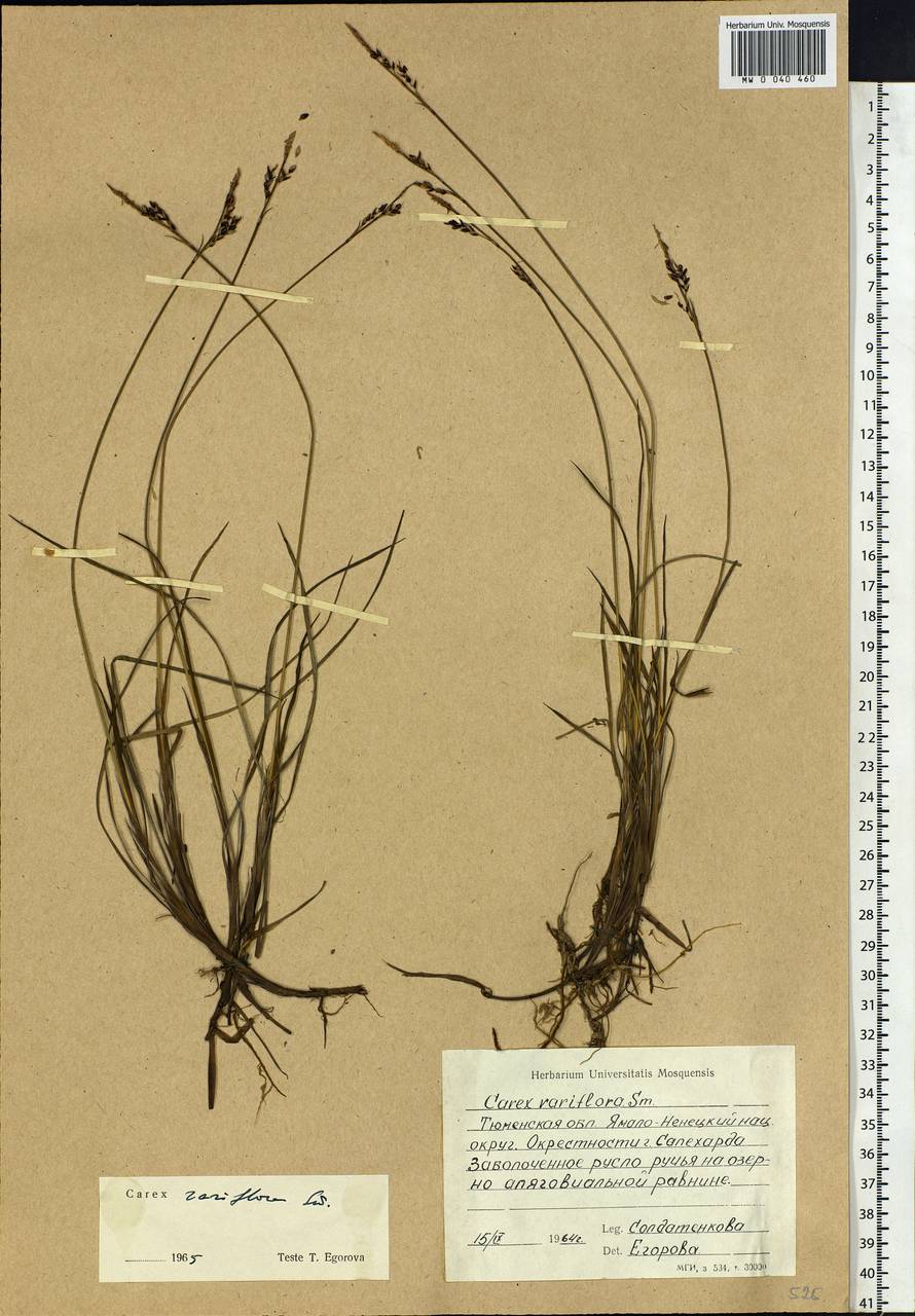 Carex rariflora (Wahlenb.) Sm., Siberia, Western Siberia (S1) (Russia)