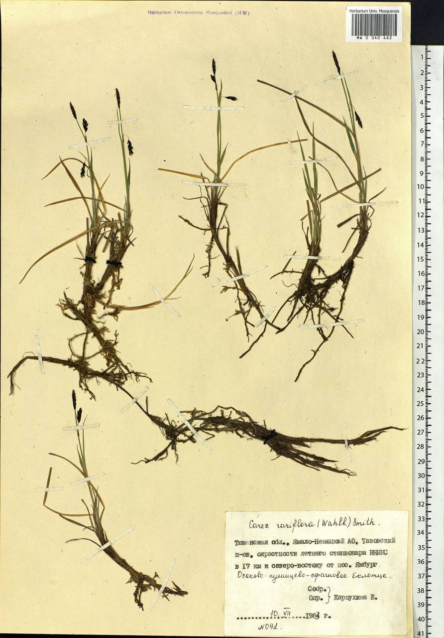 Carex rariflora (Wahlenb.) Sm., Siberia, Western Siberia (S1) (Russia)