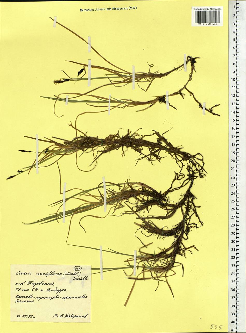 Carex rariflora (Wahlenb.) Sm., Siberia, Western Siberia (S1) (Russia)