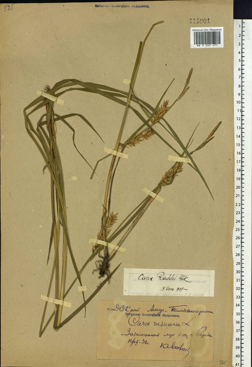 Carex raddei Kük., Siberia, Russian Far East (S6) (Russia)