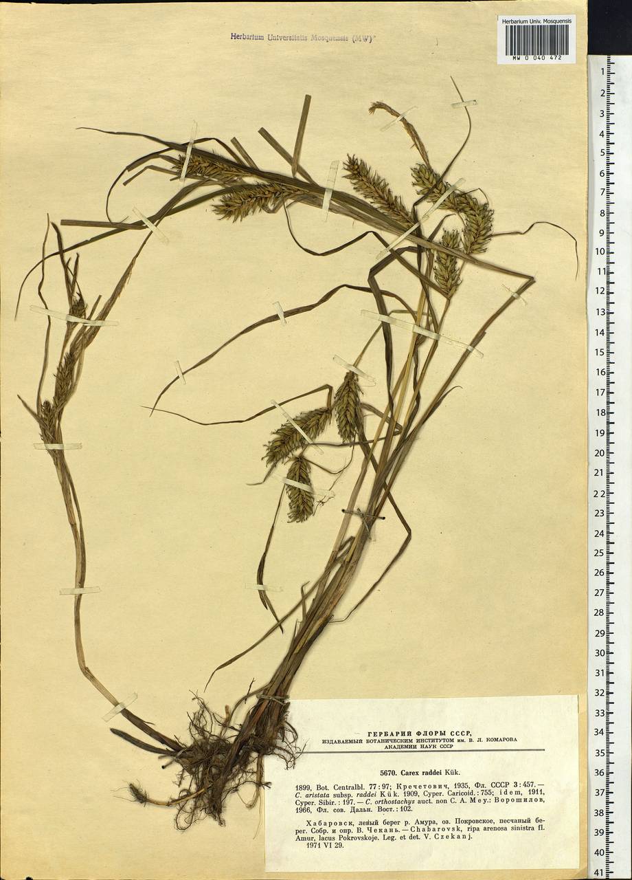 Carex raddei Kük., Siberia, Russian Far East (S6) (Russia)