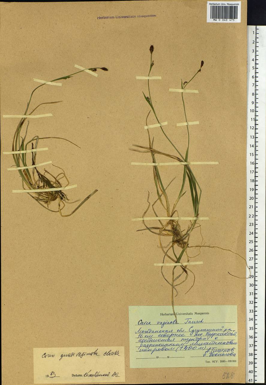 Carex vaginata var. vaginata, Siberia, Chukotka & Kamchatka (S7) (Russia)