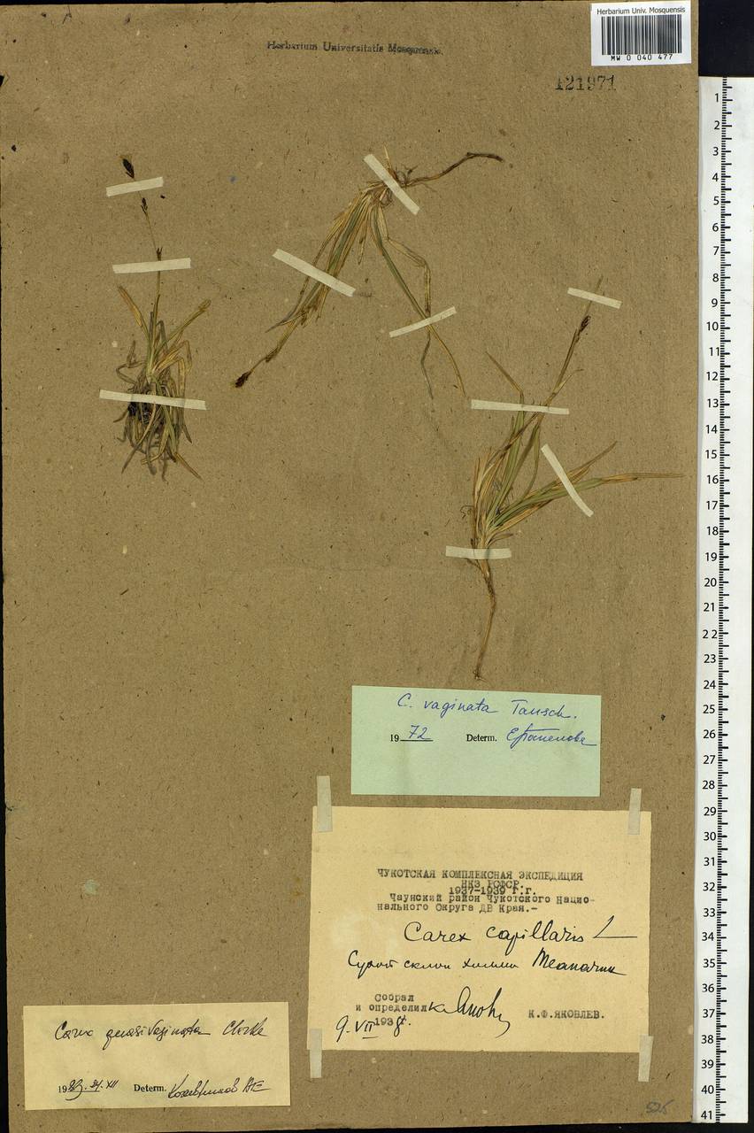Carex vaginata var. vaginata, Siberia, Chukotka & Kamchatka (S7) (Russia)