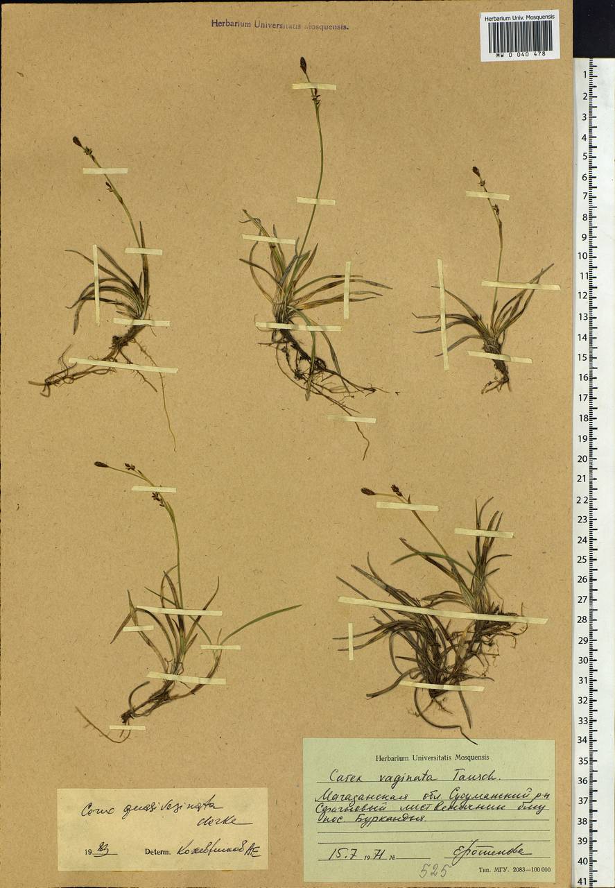 Carex vaginata var. vaginata, Siberia, Chukotka & Kamchatka (S7) (Russia)