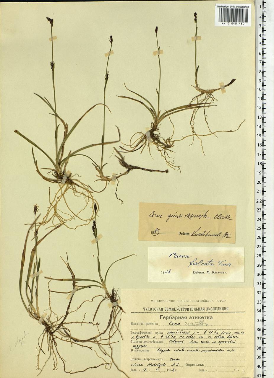 Carex vaginata var. vaginata, Siberia, Chukotka & Kamchatka (S7) (Russia)