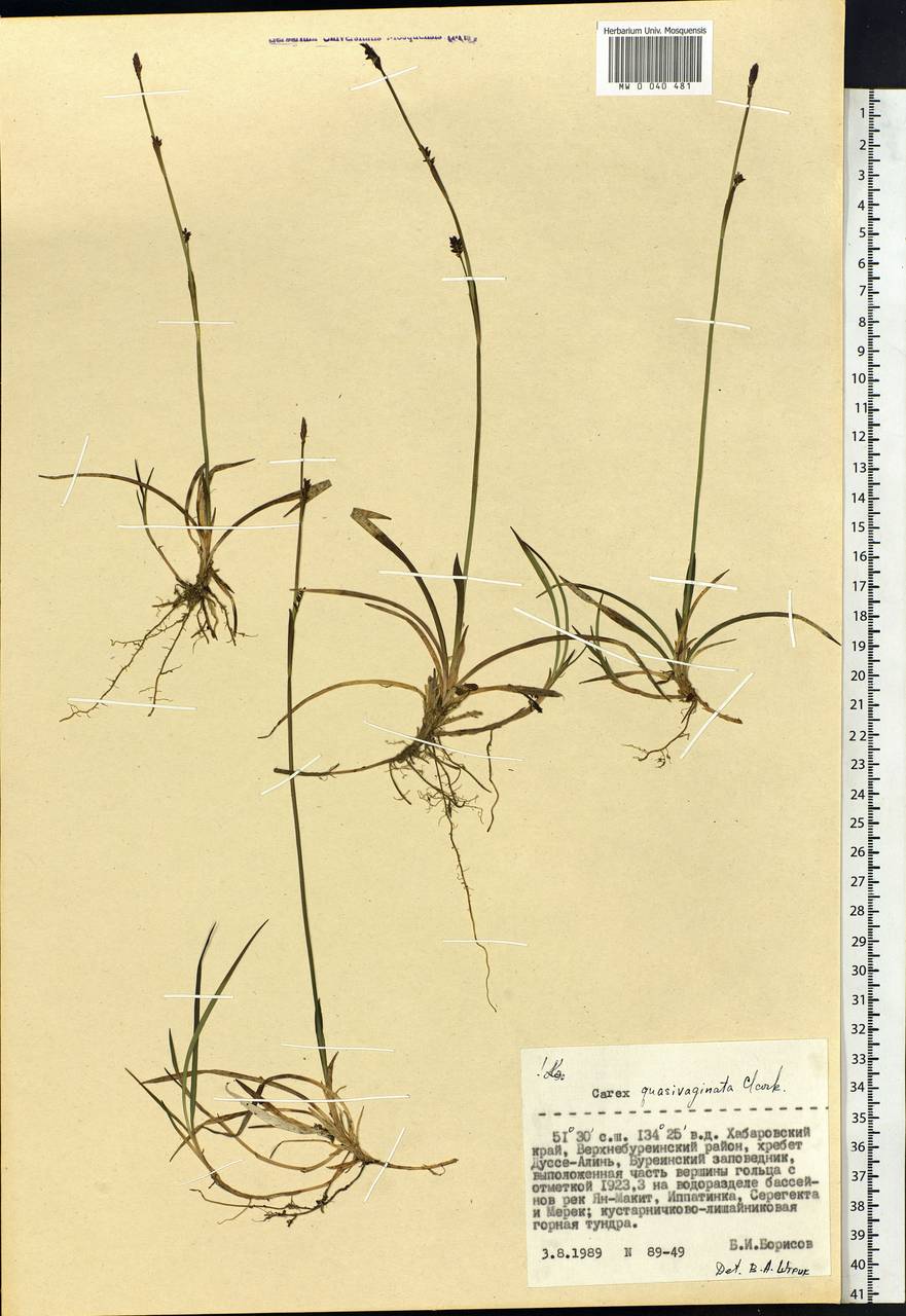 Carex vaginata var. vaginata, Siberia, Russian Far East (S6) (Russia)