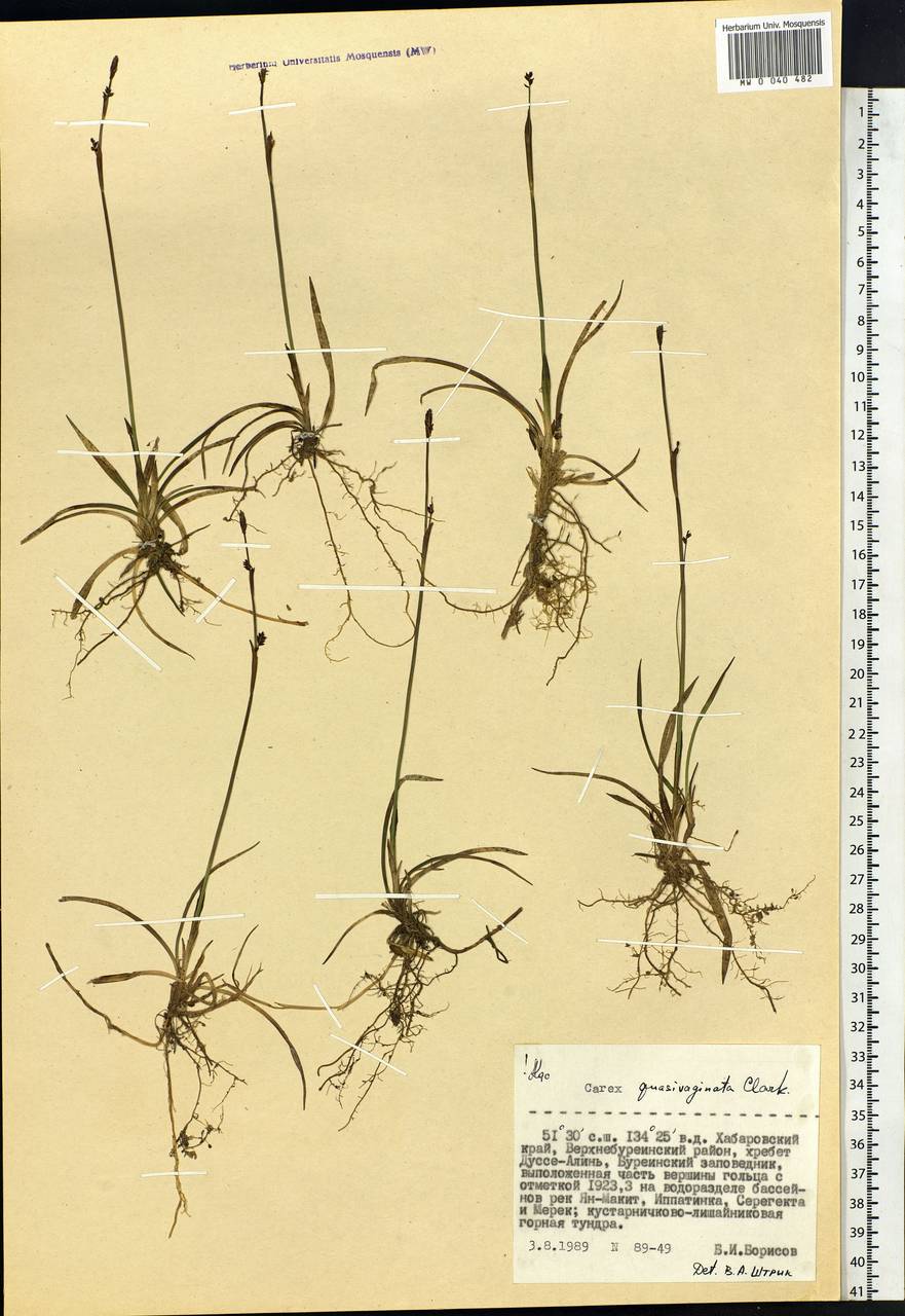 Carex vaginata var. vaginata, Siberia, Russian Far East (S6) (Russia)