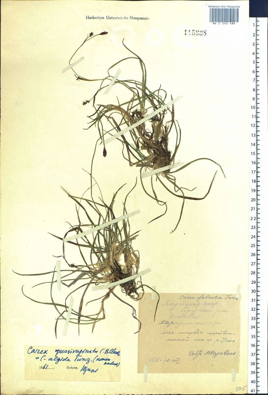 Carex vaginata var. vaginata, Siberia, Yakutia (S5) (Russia)