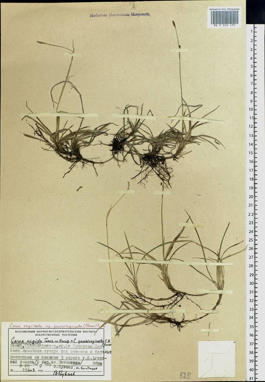 Carex vaginata var. vaginata, Siberia, Central Siberia (S3) (Russia)