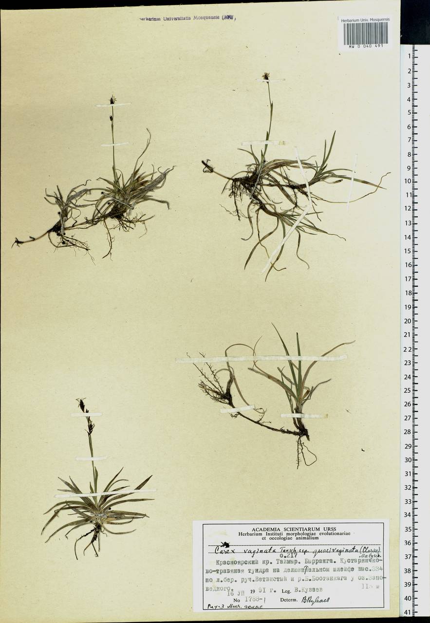 Carex vaginata var. vaginata, Siberia, Central Siberia (S3) (Russia)