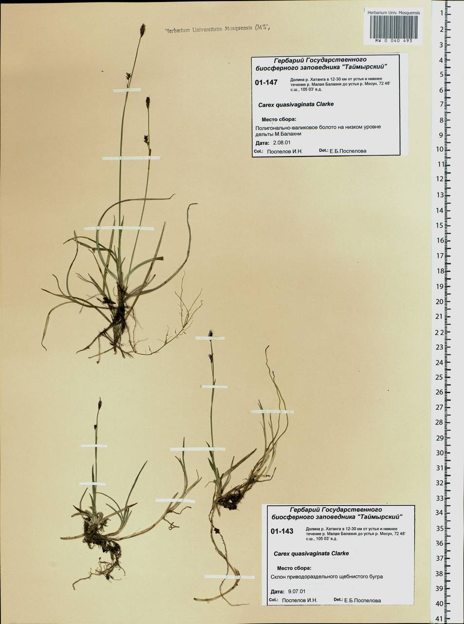 Carex vaginata var. vaginata, Siberia, Central Siberia (S3) (Russia)