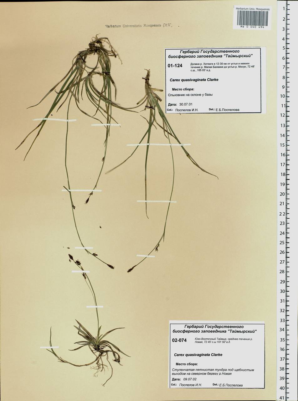 Carex vaginata var. vaginata, Siberia, Central Siberia (S3) (Russia)