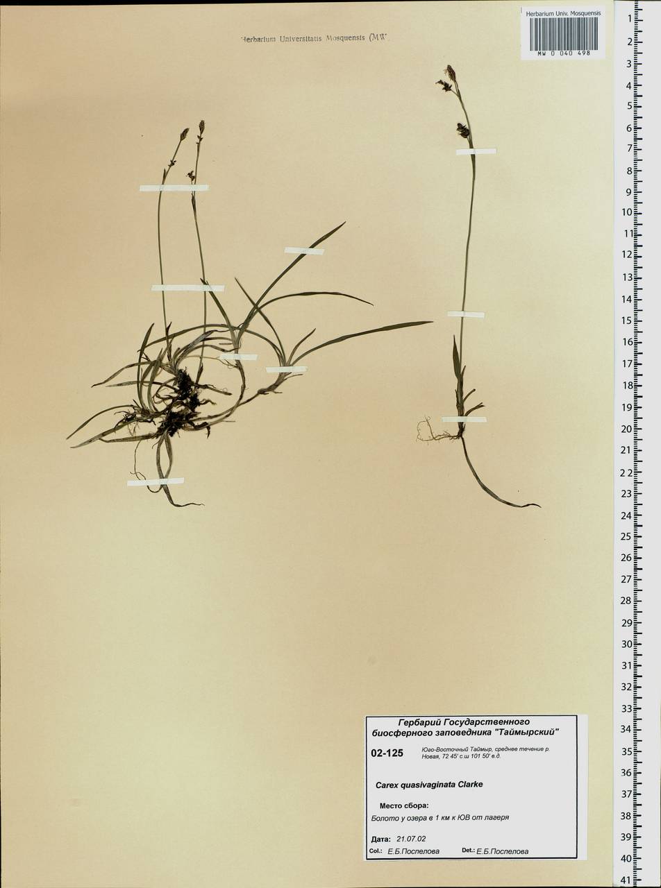 Carex vaginata var. vaginata, Siberia, Central Siberia (S3) (Russia)