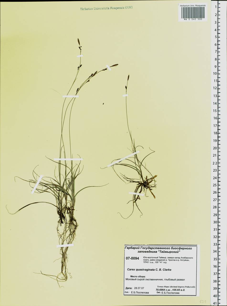 Carex vaginata var. vaginata, Siberia, Central Siberia (S3) (Russia)