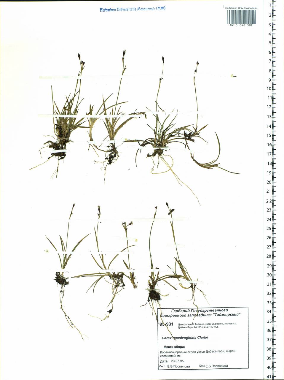 Carex vaginata var. vaginata, Siberia, Central Siberia (S3) (Russia)