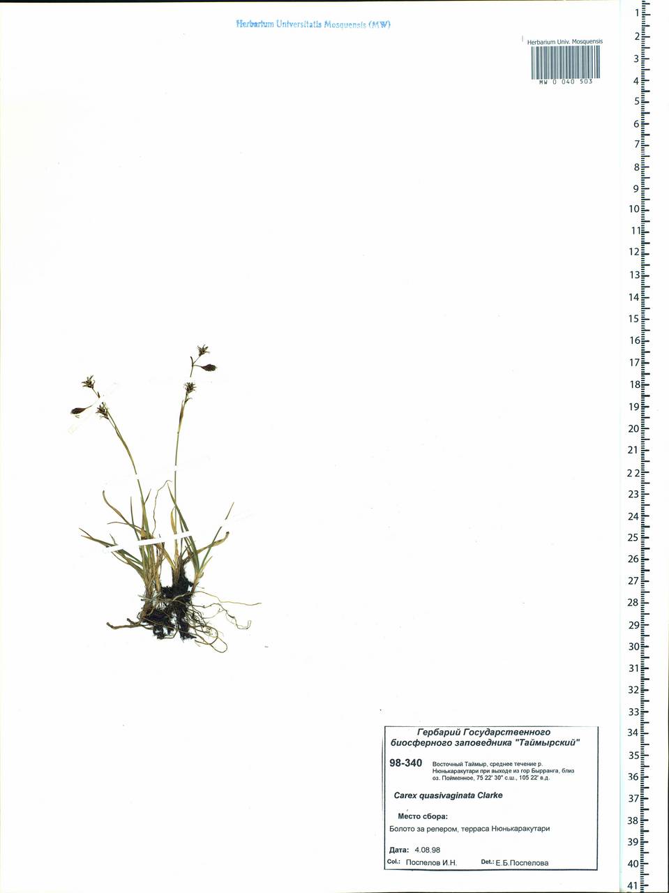 Carex vaginata var. vaginata, Siberia, Central Siberia (S3) (Russia)