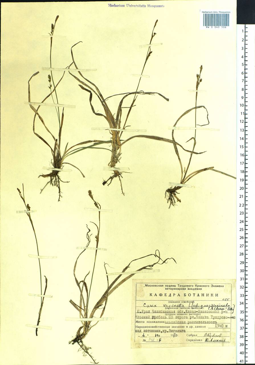 Carex vaginata var. vaginata, Eastern Europe, Eastern region (E10) (Russia)