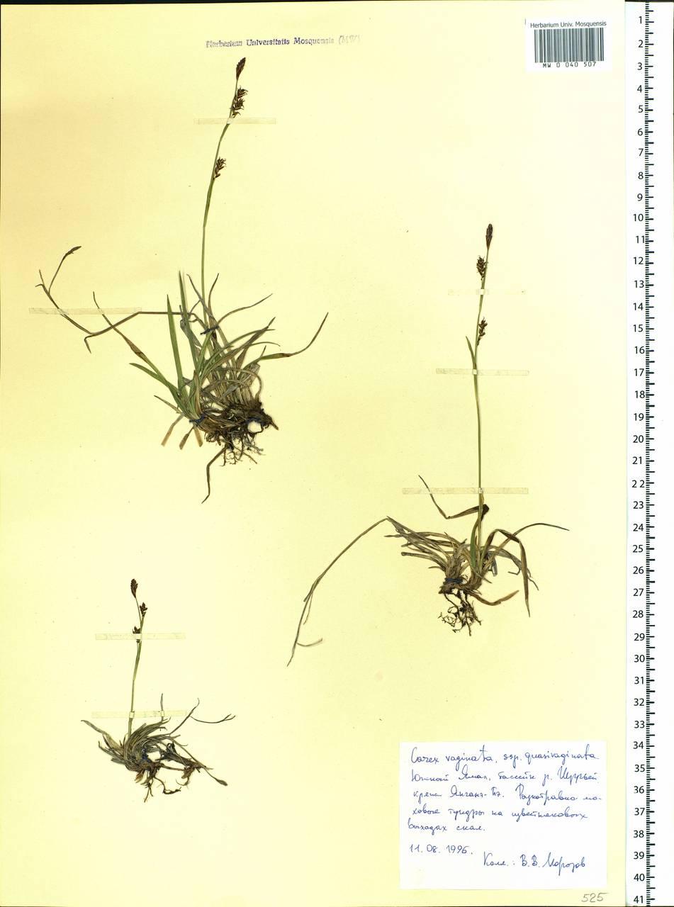 Carex vaginata var. vaginata, Siberia, Western Siberia (S1) (Russia)