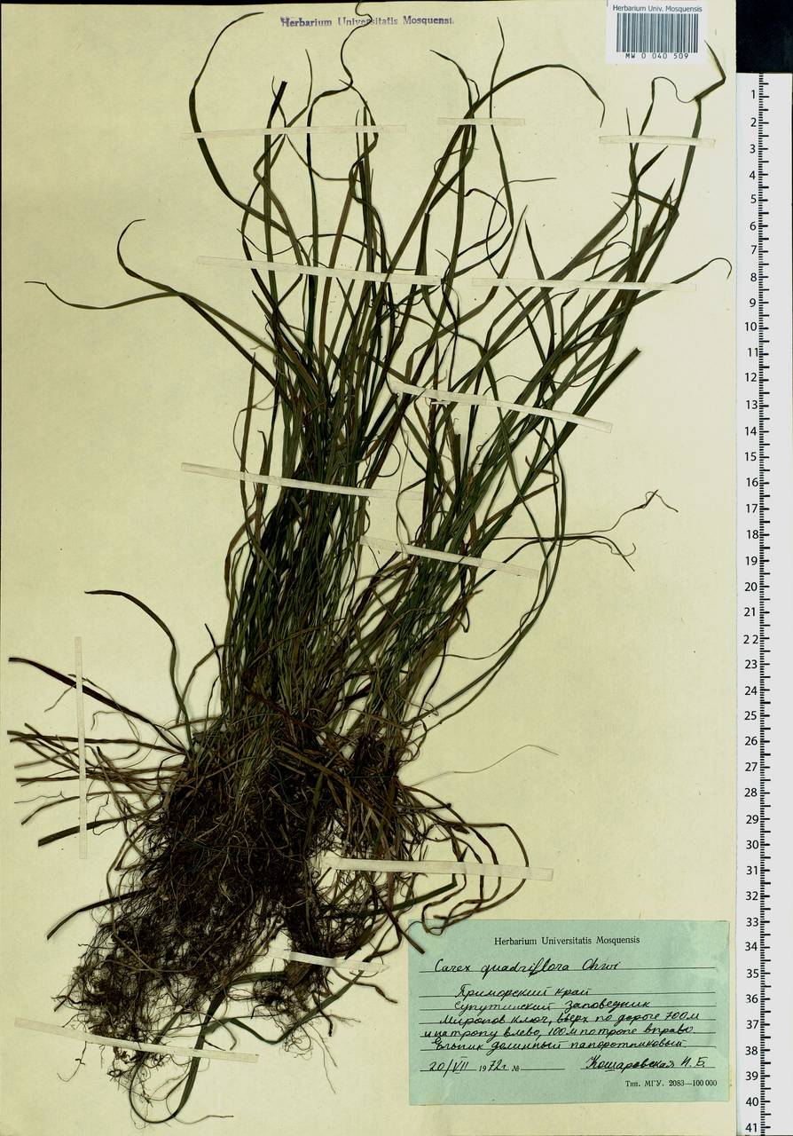 Carex quadriflora (Kük.) Ohwi, Siberia, Russian Far East (S6) (Russia)