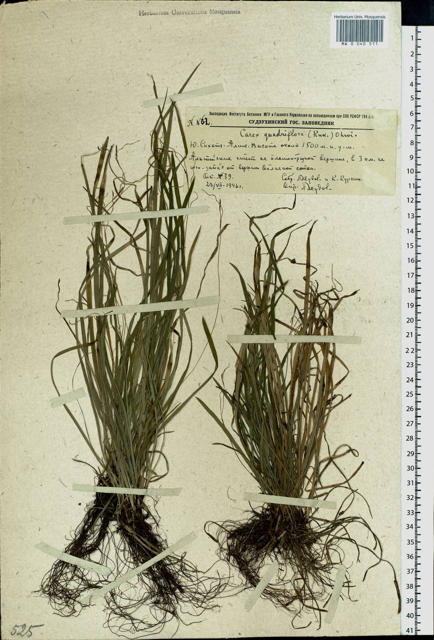 Carex quadriflora (Kük.) Ohwi, Siberia, Russian Far East (S6) (Russia)