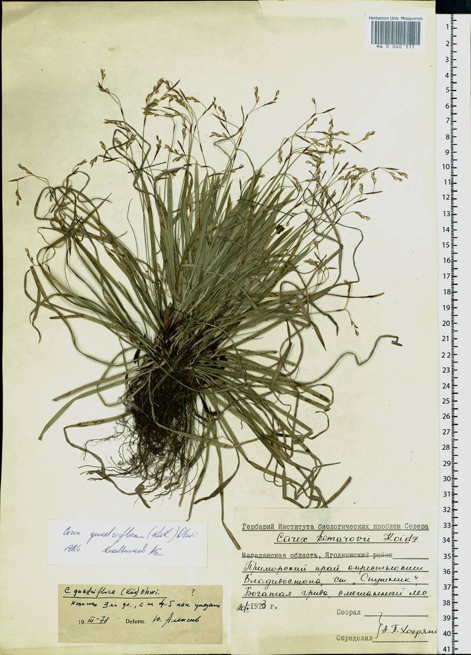 Carex quadriflora (Kük.) Ohwi, Siberia, Russian Far East (S6) (Russia)