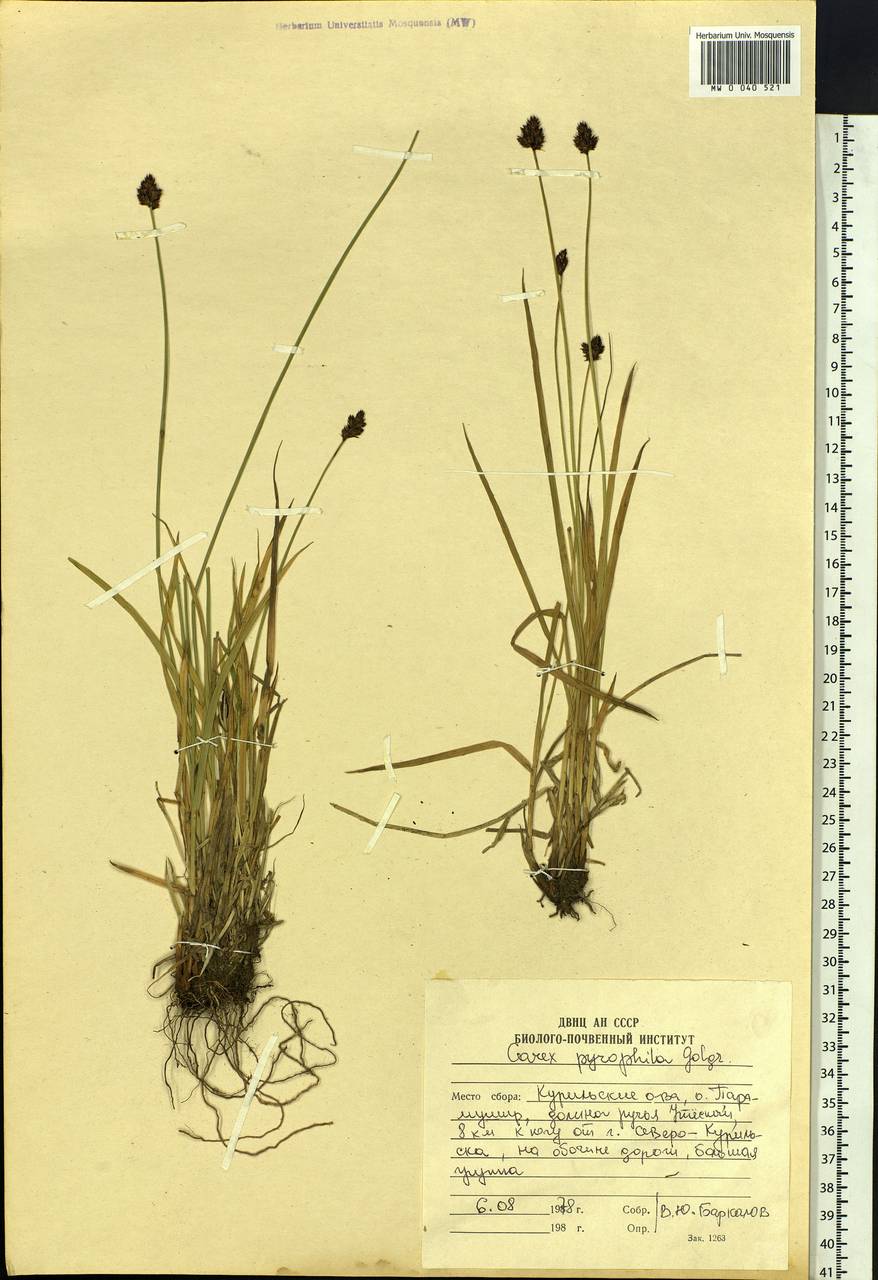 Carex macloviana var. macloviana, Siberia, Russian Far East (S6) (Russia)