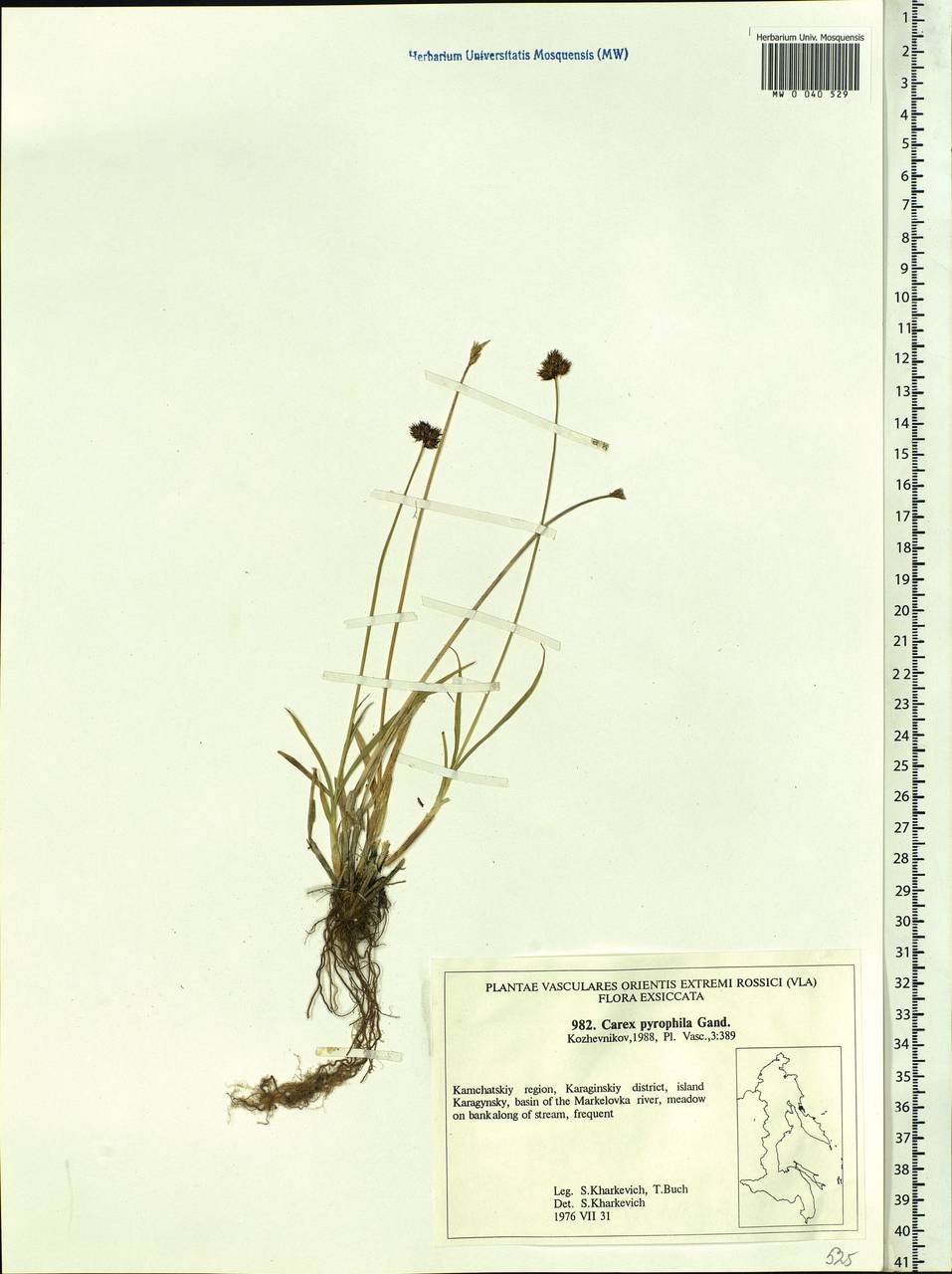 Carex macloviana var. macloviana, Siberia, Chukotka & Kamchatka (S7) (Russia)